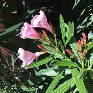 Meet your Posher, Giugiu